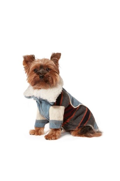 Pet-Ed Diesel UK Light Blue