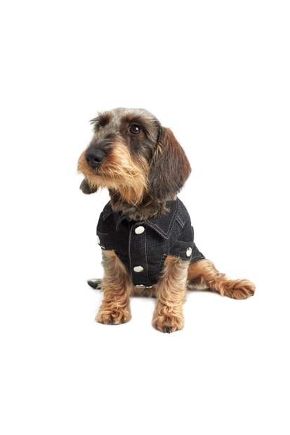 Black Diesel UK Pet-Tigers